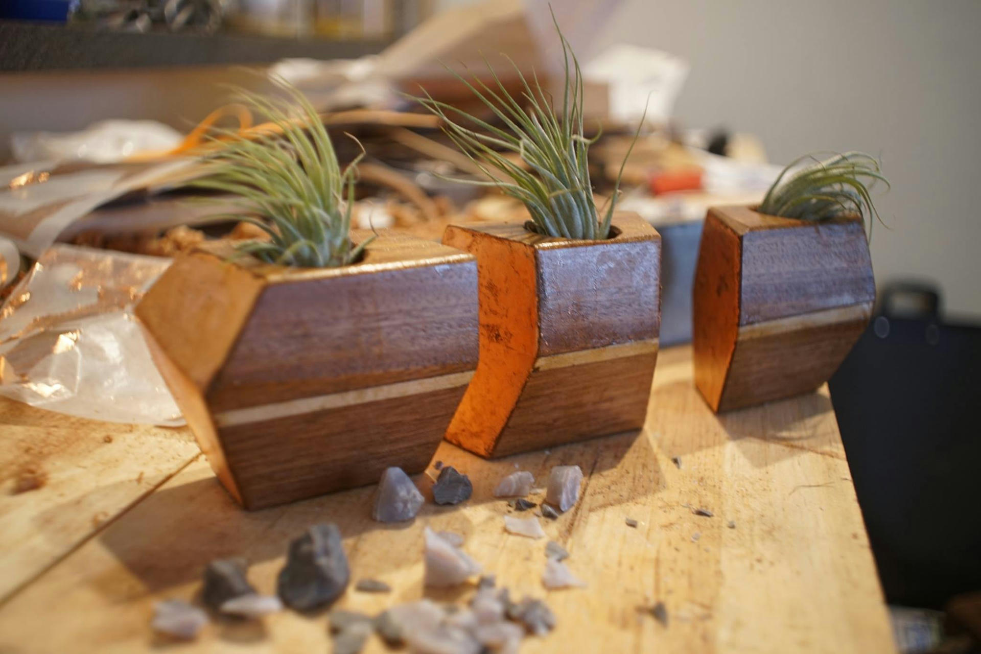 Air Plant Planter