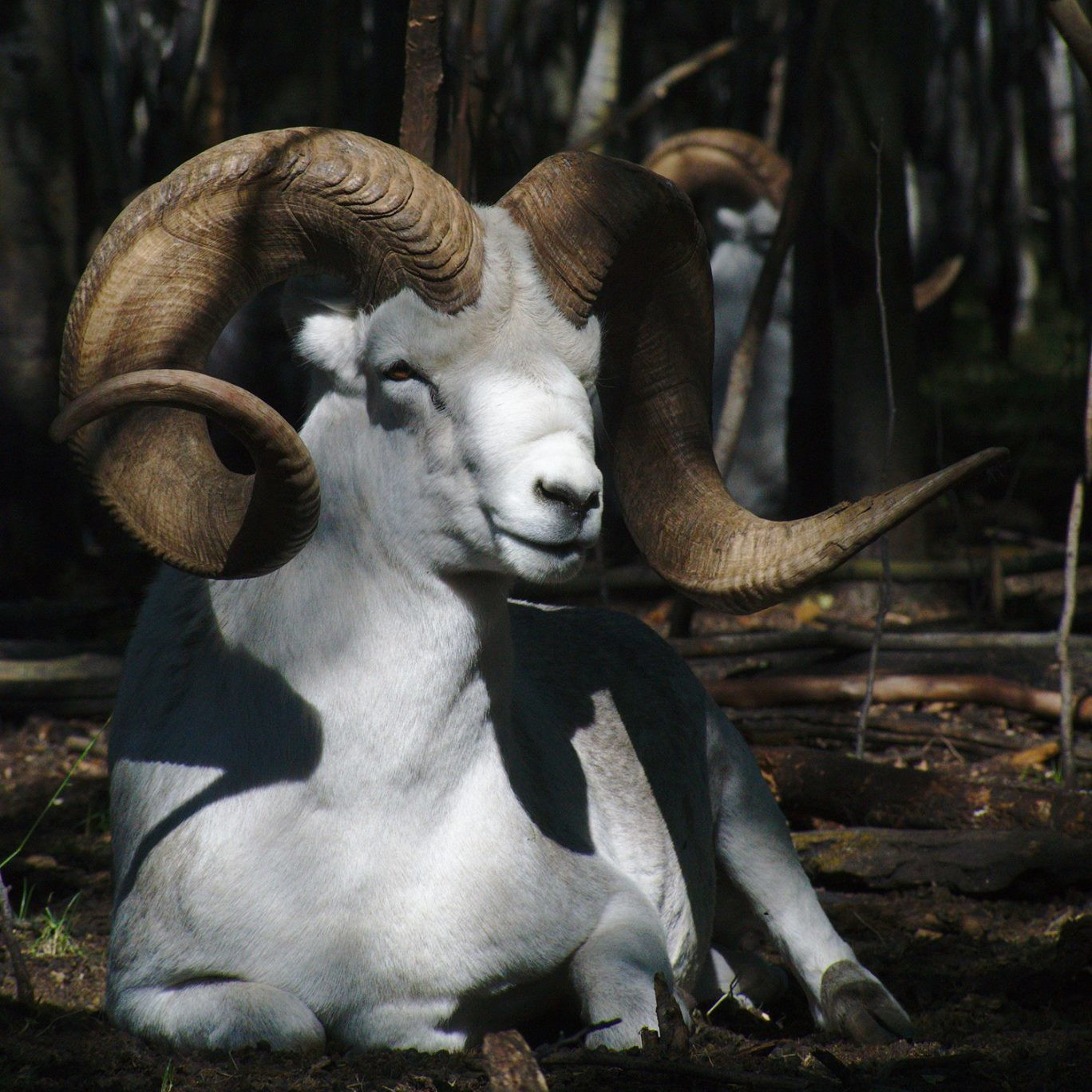 Yukon Wildlife Preserve